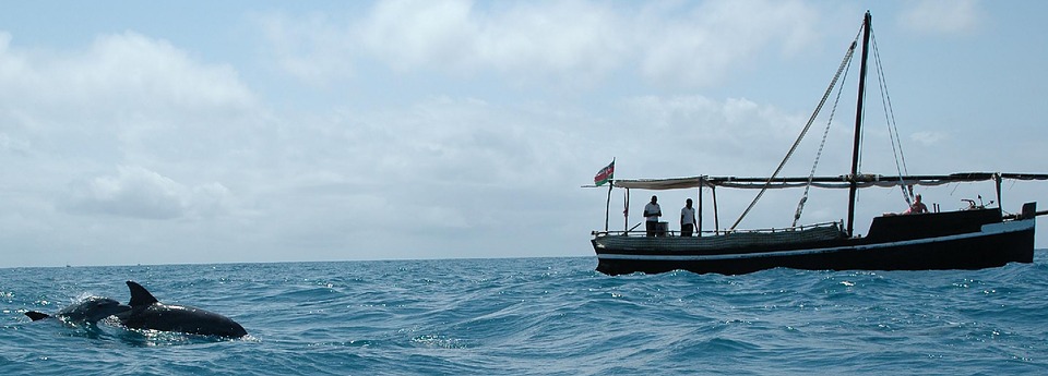 dolphins near dhow