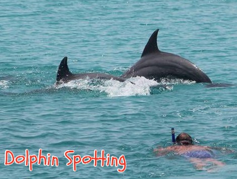 Memorable dolphin spotting adventures with Charlie Claw's