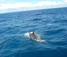 a dolphin swimming above water a dolphin swimming above water