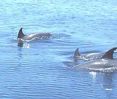 dolphins swimming above water dolphins swimming above water