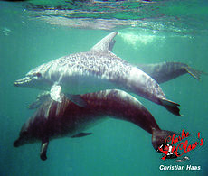 dolphins under water dolphins under water