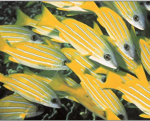 fishes-home