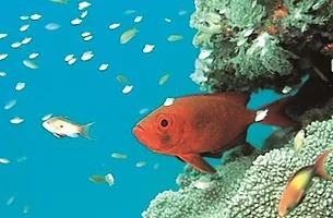 marine life underneath the Indian Ocean by Wasini Island marine life underneath the Indian Ocean by Wasini Island