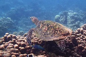 a turtle underneath the Indian Ocean by Wasini Island a turtle underneath the Indian Ocean by Wasini Island