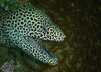 scuba-diving-fish scuba-diving-fish