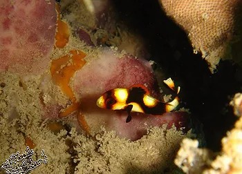 scuba-diving-fish2 scuba-diving-fish2