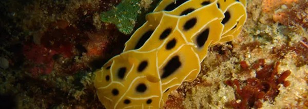 scuba-diving-slide2