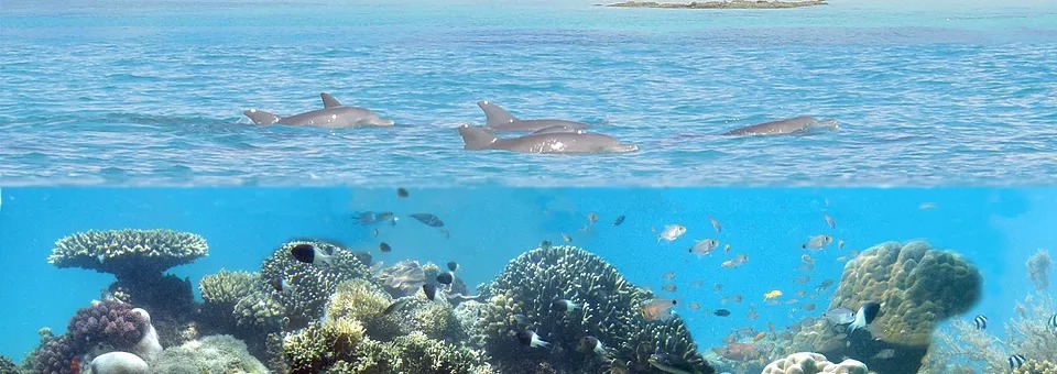 underwater view of Kisite Marine Park in the Indian Ocean