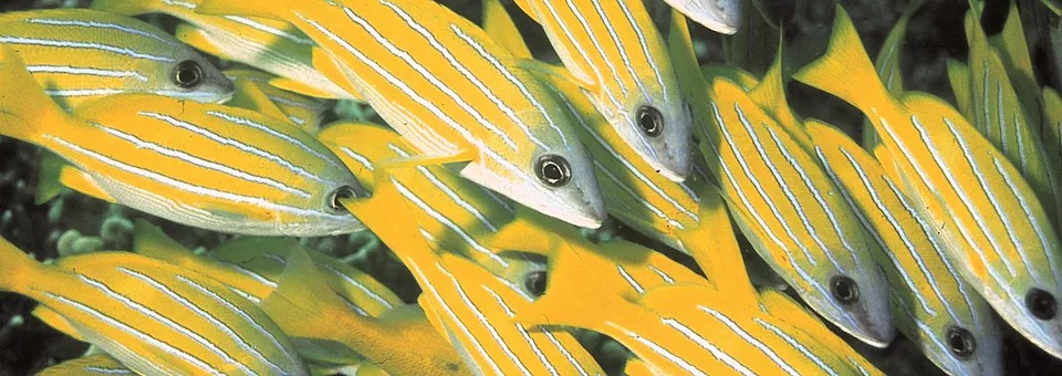 Indian Ocean marine life by Wasini Island
