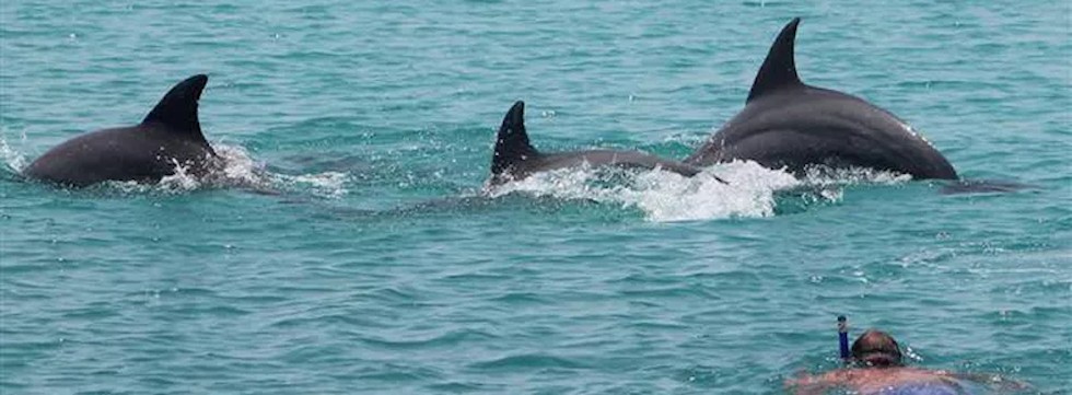 snorkeling with dolphins snorkeling with dolphins