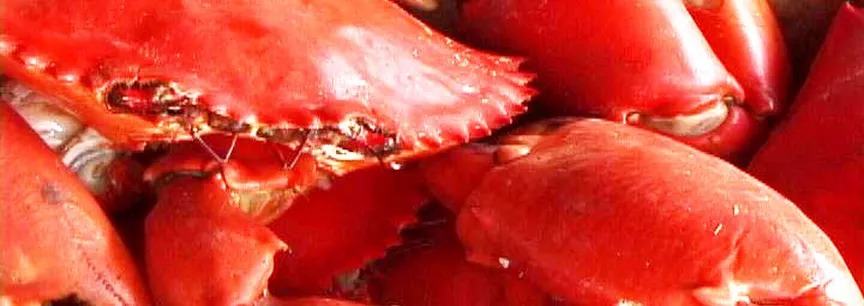 Swahili cuisine at Charlie Claw's - fresh lobster from Wasini Island