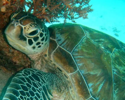 turtle-underwater-home