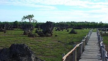 Wasini Womens Boardwalk during low tide Wasini Womens Boardwalk during low tide